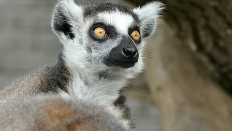 Muzzle lemur close up. Emotion of surprise. 