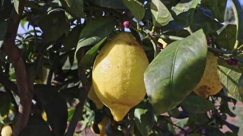 Beautiful lemon fruit between leaves , sunny and windy day 