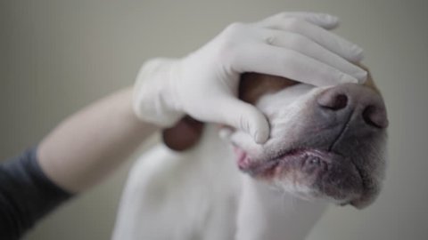 Veterinarian chacking a teeth of english pointer dog in vet clinic