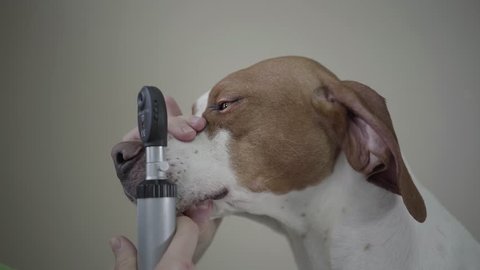 Close up of doctor examining eye of big pointer dog with brown spots holding his muzzle with her hand. The animal is in veterinary clinic. Pet health care and medical concept
