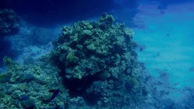 4k video of beautiful ccolorful coral reef in the red sea. Amazing underwater life