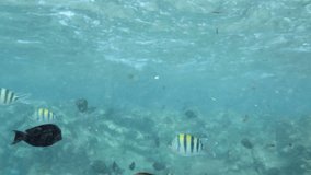 4k video of coral fishes swimming around dead coral at red sea