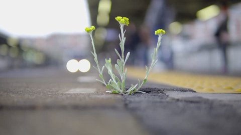 Magnificent flower growing through a crack in the concrete in a railway platform.
