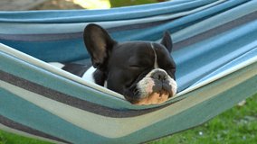 young cute french bulldog relaxing in hammock 
