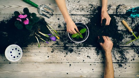 Son helps parents plant flowers in pots in the summer. Gardener hands close-up. Family planting flowers in pots. Happy gardeners with spring and summer flowers. Spring flowers at home. First flower