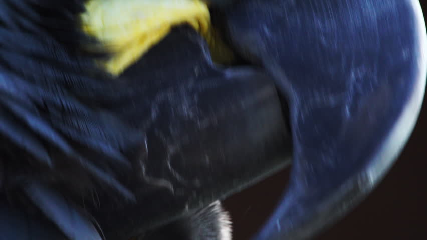 Closeup of the head of a lear`s blue macaw, showing the beak. Bahia, Brazil.