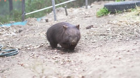Young wombat in Australian conservation (slow motion)