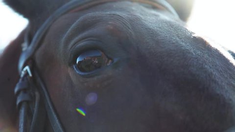 Close up view of sad brown horse eyes in bright sunlight. Sun beams. Domestic animal, needs freedom. Muzzle of a horse. Graceful horse. Horse riding in the summer forest. Caring for the animals