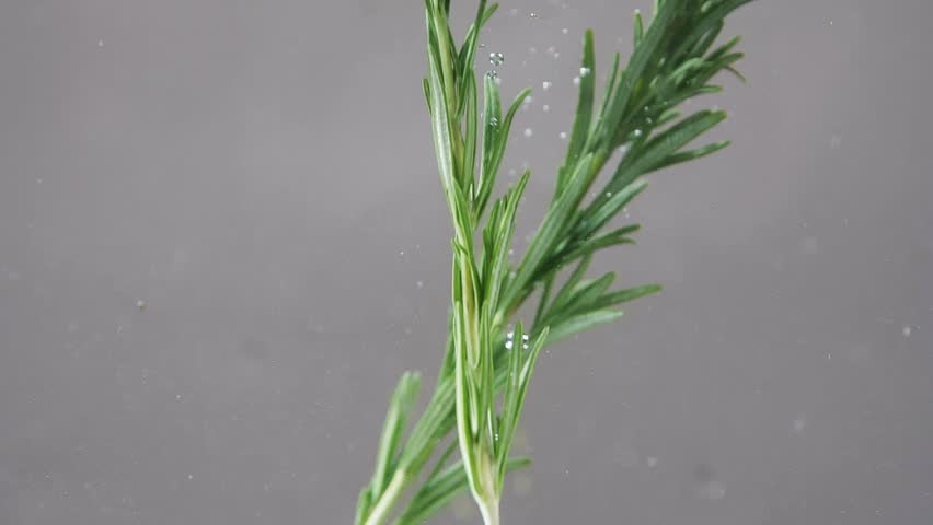 Slow motion close up view of sprig of rosemary falling into the water. Healthy food concept, vegetarian lifestyle, seasoning. Organic eco product, under water shot, fresh herbs