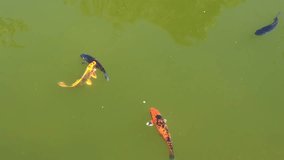 4K HD video of colorful Koi or more specifically Nishikigoi, a colored varieties of Amur carp that are kept for decorative purposes in outdoor koi pond, murky from overgrowth of algae. 