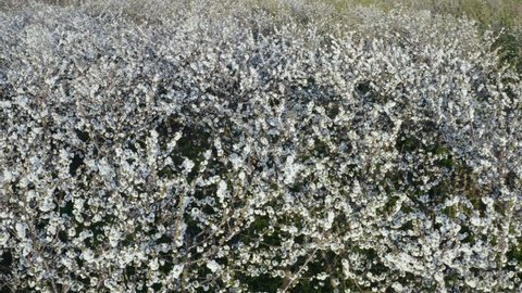 Aerial view of cherry trees in bloom at Vignola