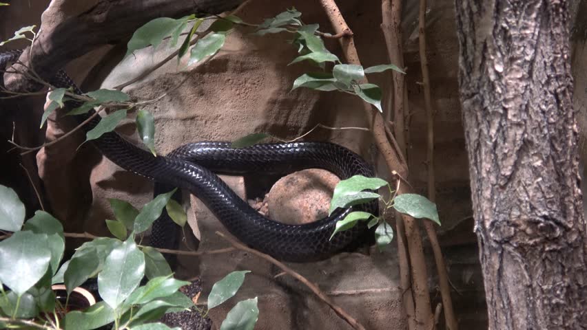 Black Mamba (Dendroaspis polylepis) is extremely venomous snake 