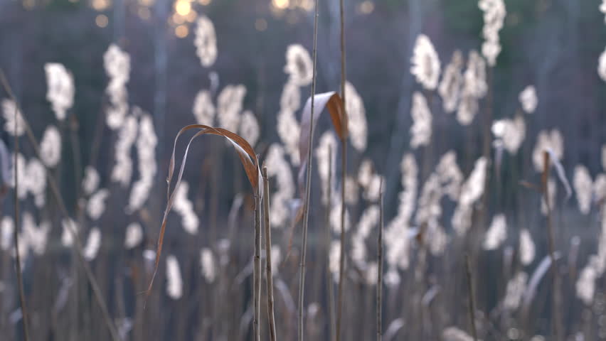 Water Grass Waving in the Wind with Lake Reeds in the Background