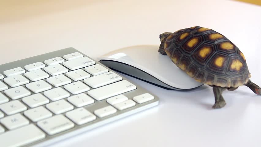 Turtle On Computer with Keyboard Stock Footage Video (100% Royalty-free)  1028839310 | Shutterstock