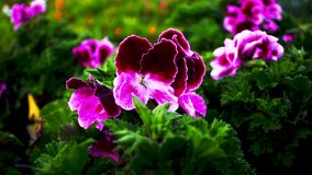 Purple and Pink flowers with wavy green leaves, Macro Close Up Rack Focus - Powered by Shutterstock - Get 15% off with code: PIKWIZARD15