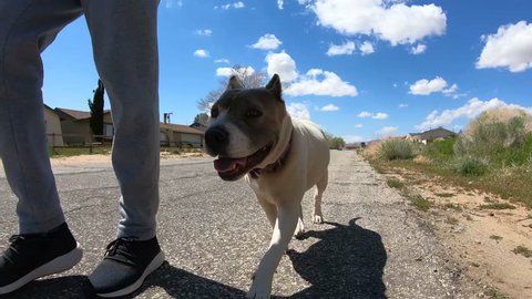 Pitbull Sharpei Terrier Mix Walking Toward Camera Beside Owner Off Leash, GoPro