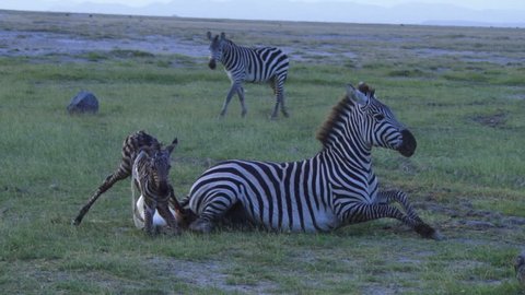 A mother zebra stands up after giving birth.