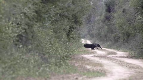 Long shot of giant black anteater crossing a dirt road in between forest looking for food