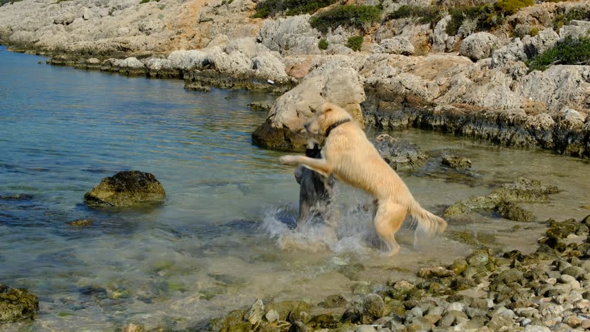 Two dogs are playing in the water. Sunny day on the seafront