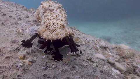 Sea Cucumber on Koh Tao- Thailand Filmed with:
Sony AX700 in 4K
Gates Underwater Housing