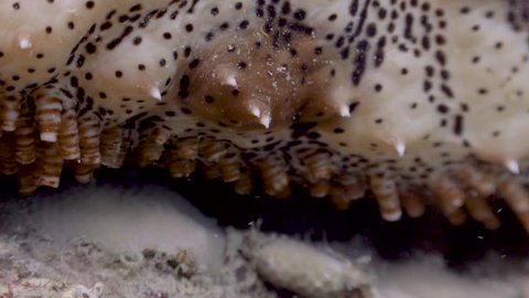 Sea Cucumber on Koh Tao- Thailand Filmed with:
Sony AX700 in 4K
Gates Underwater Housing
