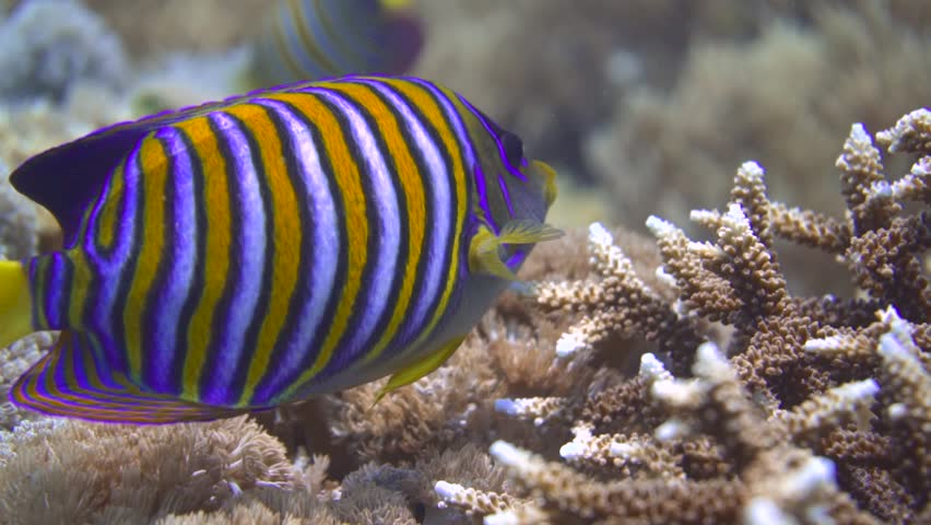 close up shot of a colorful butterfly fish that's swimming close to the sea bottom