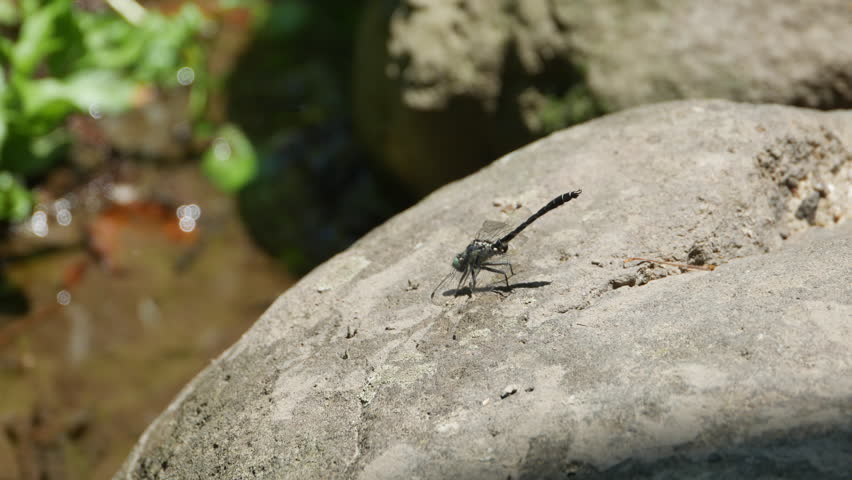 Dragonfly - Trigomphus citimus tabei Asahina - is stay on the rock in Saga prefecture, JAPAN. without sounds