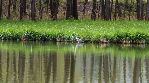 Grey heron Ardea cinerea walk in pond
