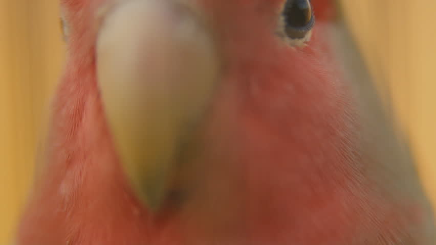 parrot head from very close range