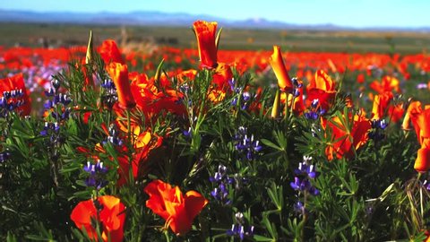Orange poppy and blue lupine wildflower field, Antelope Valley, California