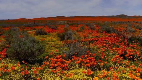 Fly over, super bloom orange and yellow wildflowers, Antelope Valle, California