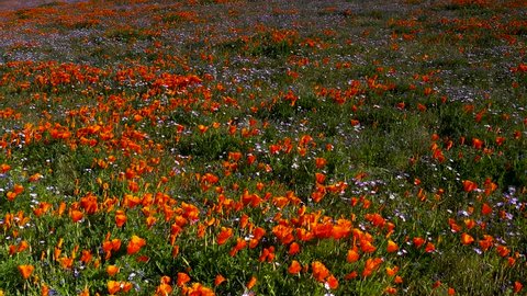 Wildflower Spring Super Bloom in Mojave Desert with Poppies, Aerial Fly Over