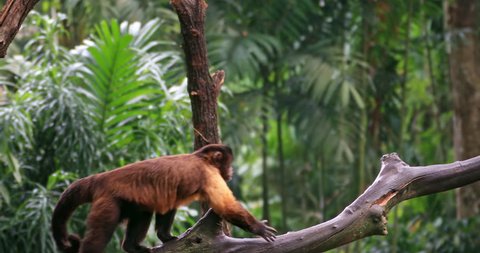 Wild animals 4K slow motion video. Monkey in jungle forest walks on tree branch