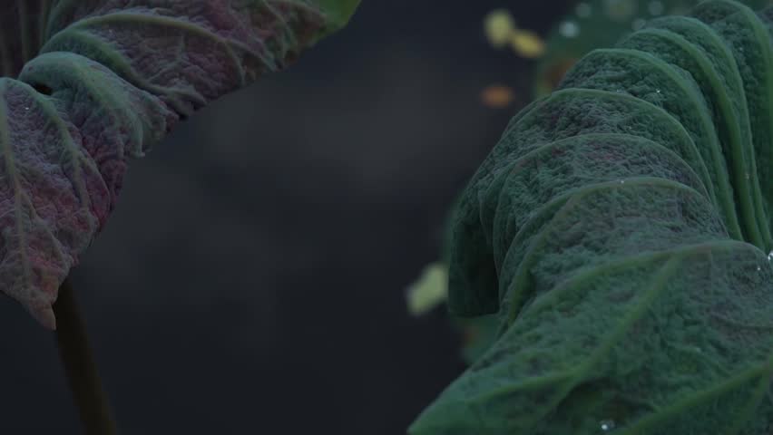 Water drop moving inside a Lotus leaf.