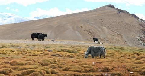Himalaya nature panoramic landscape with Yaks grazing on highland valley near Tso Moriri lake in Ladakh, northern India