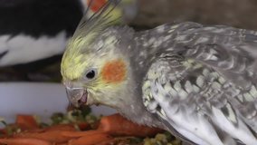 Cockatiels eating breakfast Vegetable food 
