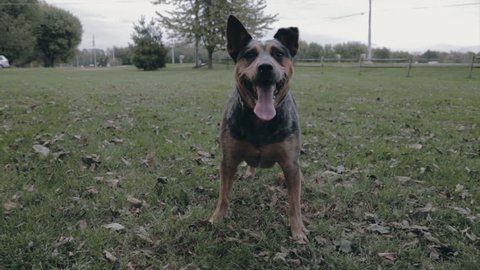 Blue heeler dog waiting to fetch the stick in slow motion