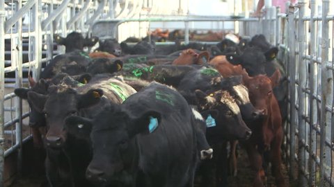 Group of red and black cattle anxiously standing around in a steel pen during an auction sale.