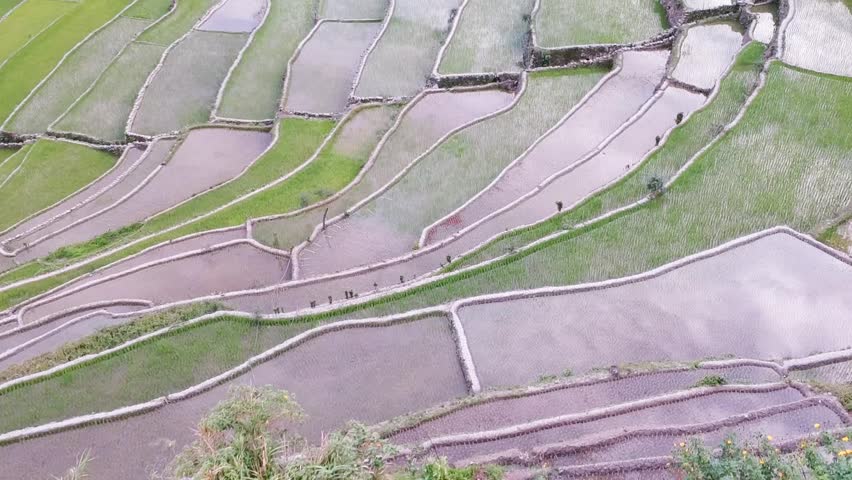 Aerial footage of the rice paddies of the Batad Rice terraces in Banaue Ifugao Philippines with the houses of the villagers at the center.
