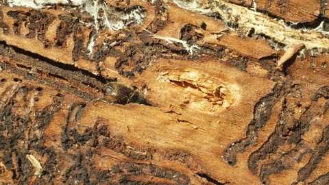 Bark beetle pest Ips typographus, spruce and bast tree infested and attacked by the European spruce, making their way in wood larva and larvae, clear cut calamity global warming, burrow hole detail