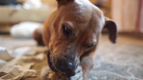 staffordshire terrier playing with a toy staffordshire terrier is chewing a bone aggressive staffordshire terrier fighting dog playing with a toy the dog is holding in its paws a bone