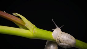 a small snail on a grape branch moves its head and antennas on a black background Macro video