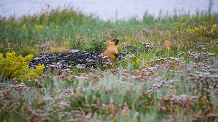 Marmot Baibak stands on its hind legs in the middle of a field with flowers. At the end runs away.

