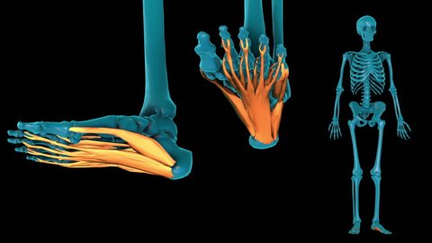 Intrinsic muscle of plantar part of foot--3D HUMAN MUSCLE ATLAS