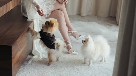 Bride Is Sitting On The Couch. Dogs Running Around Her Are Dressed Like A Groom And Bride. Bride's Legs.