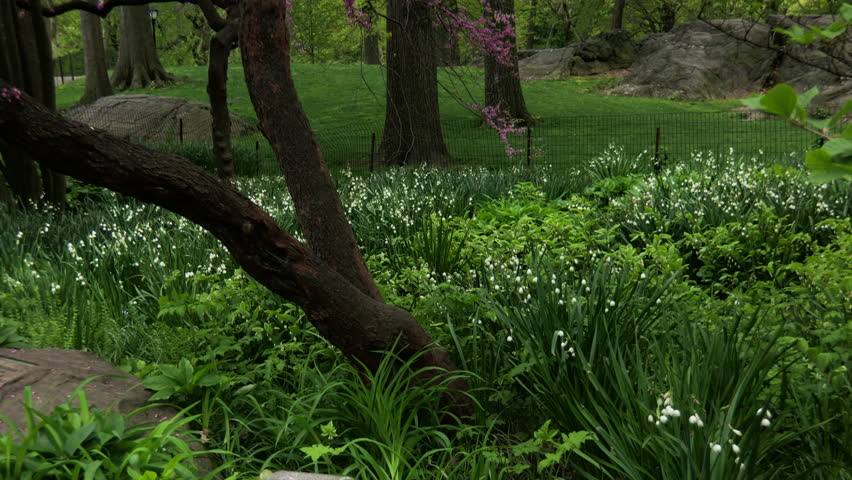 Lush green grass and pink, spring flowers on trees.