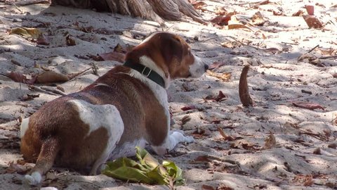 A dog laying on a beach looking towards the sea.