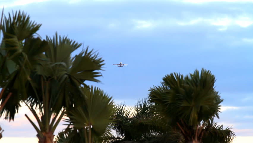 airplane in flight over palm trees
