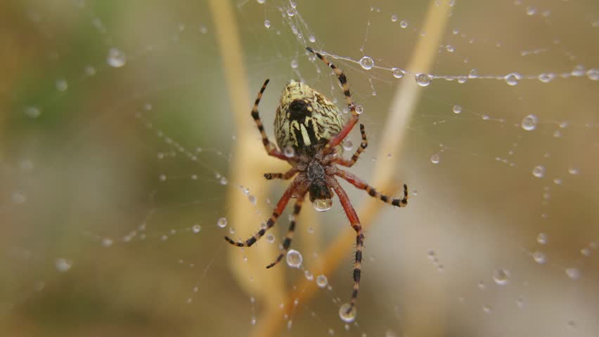 Spider weaving a web, Macro  