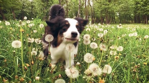 Slow motion - Beautiful Australian Shepherd Dog is running towards camera. Happy Aussie on field with green grass and white dandelions in summer or spring. Dandelion seeds blow and dispersed by wind.